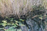 011-Everglades National Park